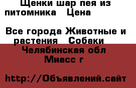 Щенки шар-пея из питомника › Цена ­ 15 000 - Все города Животные и растения » Собаки   . Челябинская обл.,Миасс г.